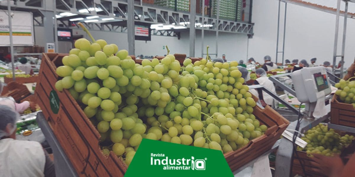 Exportaciones de uva fresca de Perú: USD 1484 millones en ingresos entre 2023 y 2024 Revista Industria Alimentaria